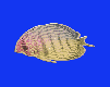Ikan